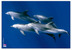 Poster Desk Pad Dolphins